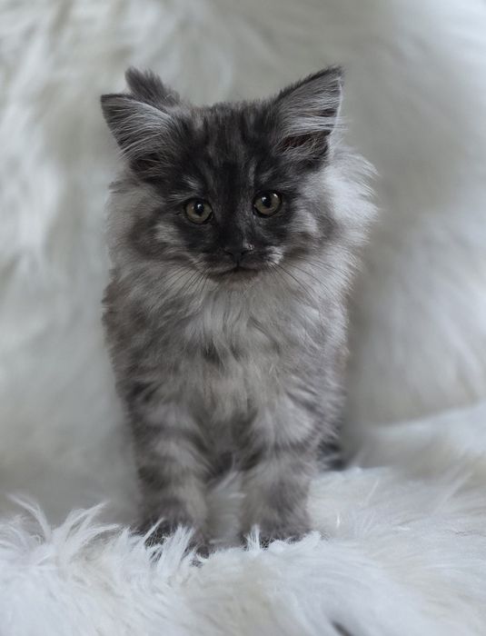 Kotka Norweska Leśna Barwne Wątki*PL Rodowód FiFe