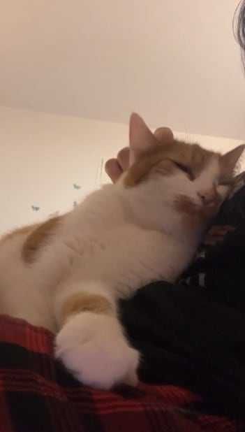 oddam dwa kocury do dobrego domu