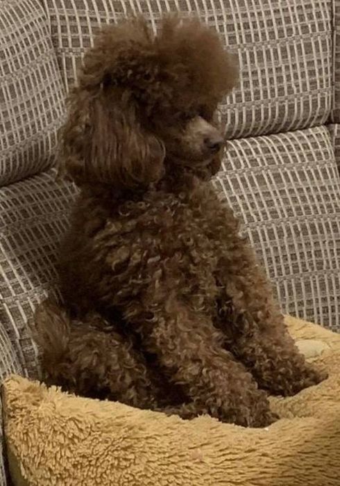 Вязка хлопчика Той Пудель