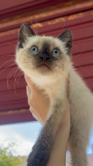 Сіамські котики.