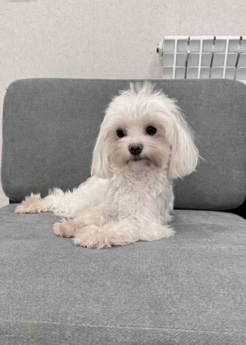 Maltańczyk Szczeniak