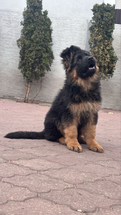 Owczarek niemicki długowlosy