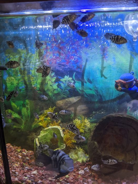 Сапфіровий папуга