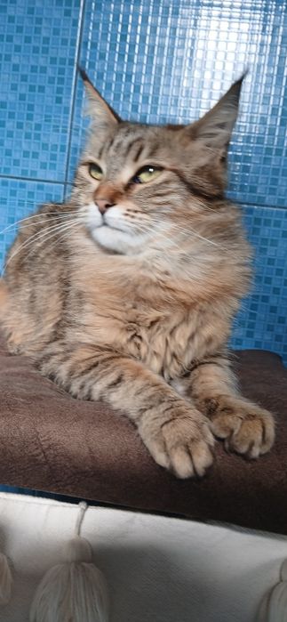 Продам дівчинку Мейн кун