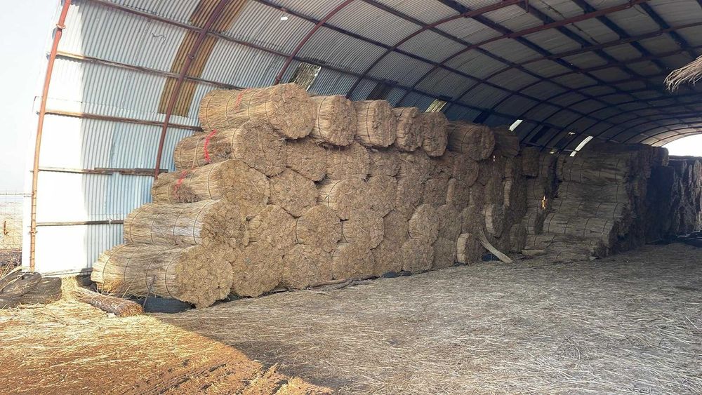 Trzcina, trzcina na dachy, transport w cenie !