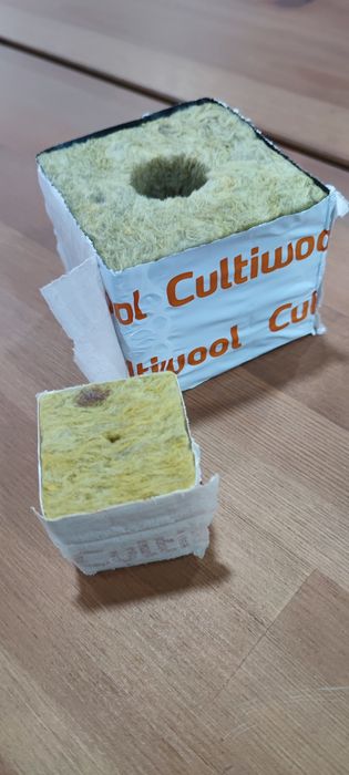 20 Tacos Lã Rocha  com forro Germinação Plantas