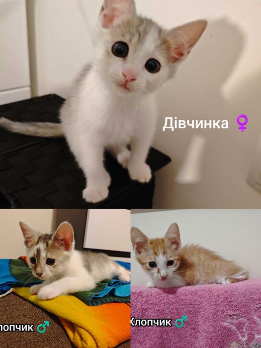 Кошенята \ Кошеня