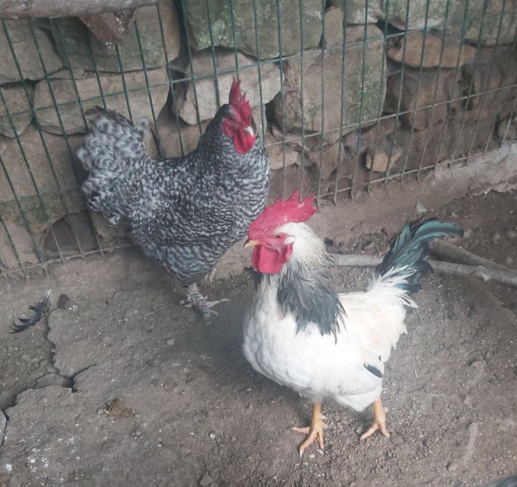 Galos e Galinhas Malines