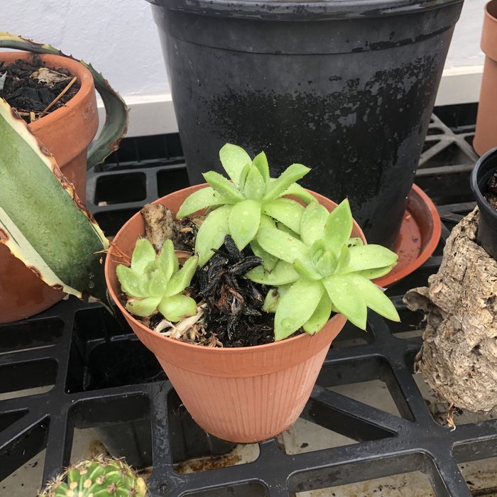 Plantas e cactos variadas