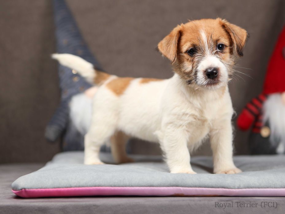 suczka Jack Russell terrier ZKWP/FCI szorstkowłosa po Championach