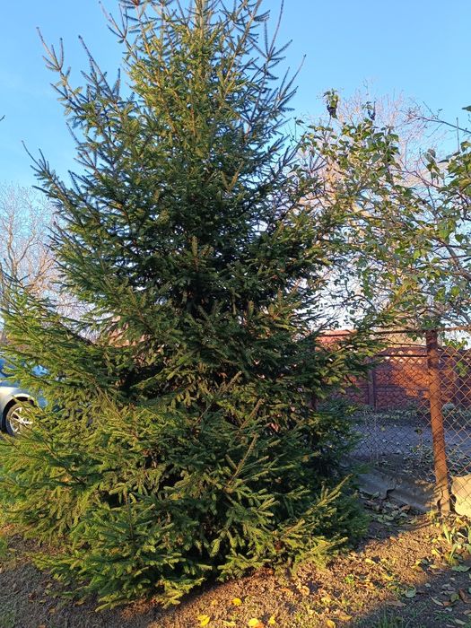 Продам ялинки живі