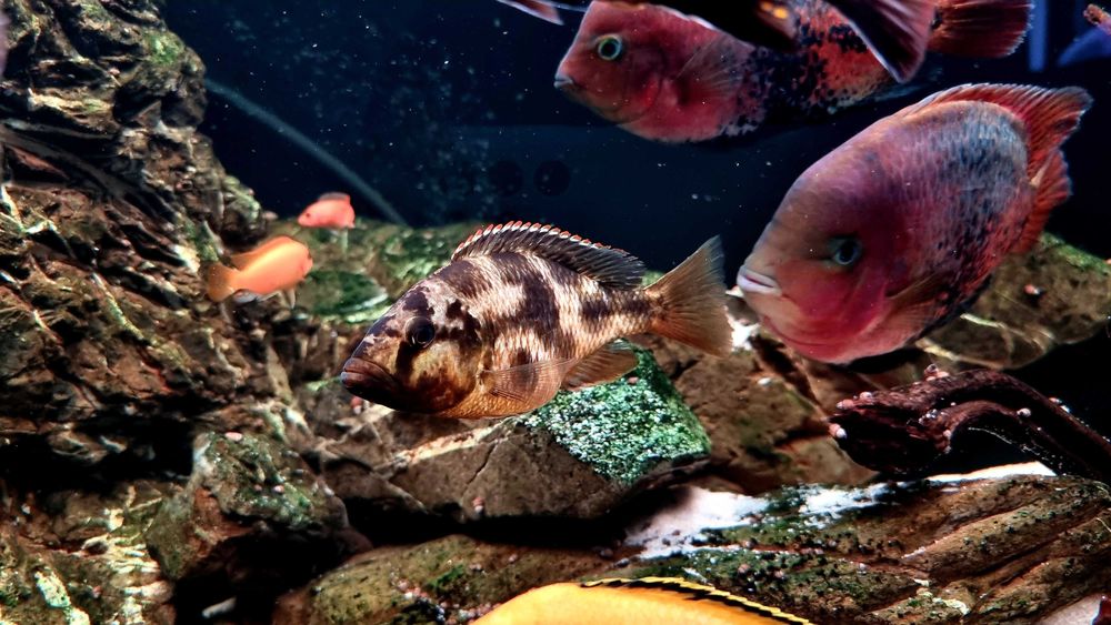 Аквариум 750 литров ! Тумба! Рыбки! Самп! Оборудование!