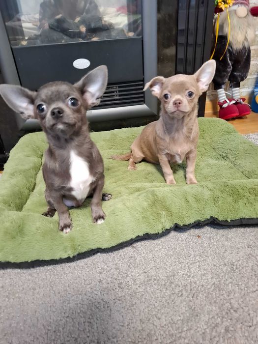 Zhasmin w bardzo rzadkim umaszczeniu Isabella