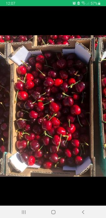 Caixas de cerejas deliciosas para entregas