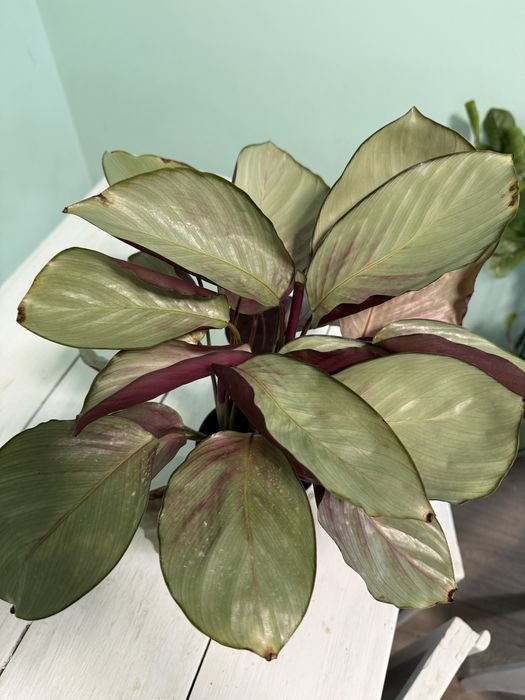 Калатея Сильвер Плейт