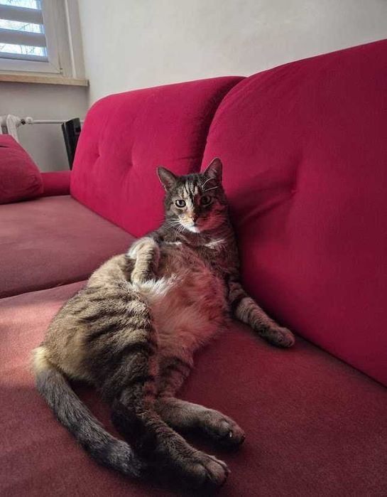 IGNAŚ - 6-letni kocur FIV+ kochany miziak do adopcji!