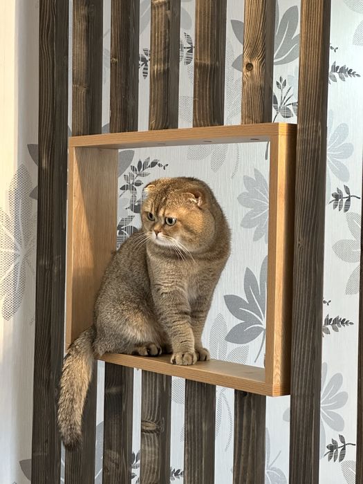 Кіт шотландець золота шиншила на вязку