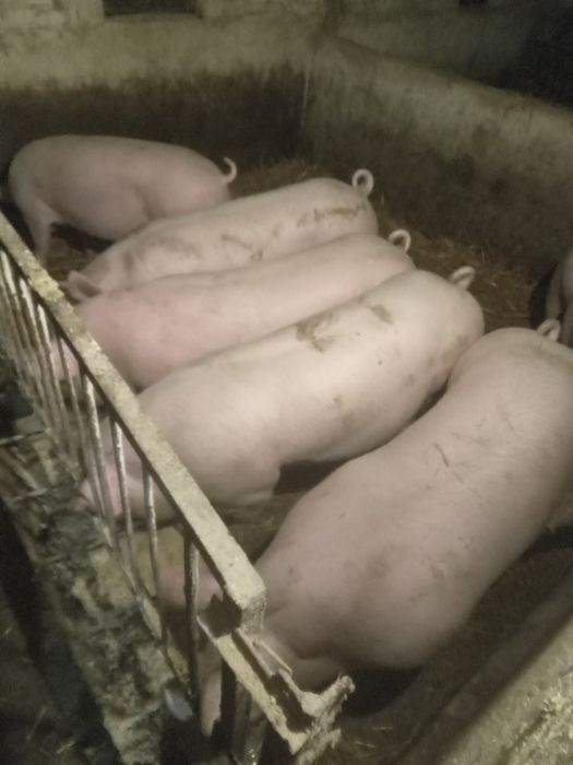 Продам домашніх свиней м'ясної породи