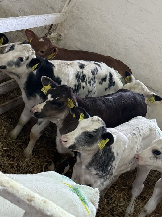 Sprzedam byczki oraz jalowki