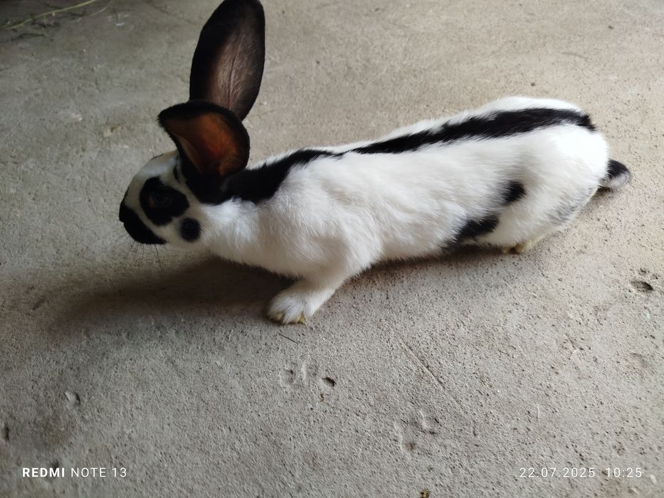 Króliki srokacz niemiecki