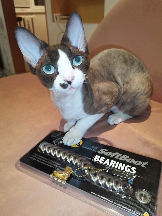 Вязка кота Девон-рекс