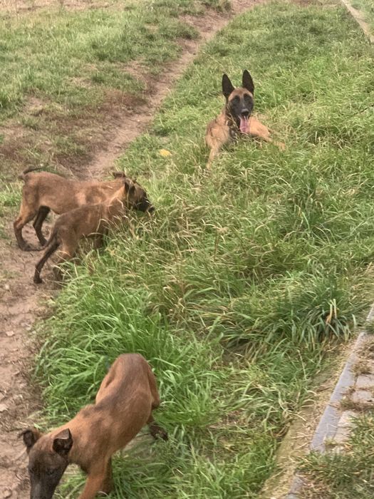 Малінуа бельгійська вівчарка документи КСУ малинуа овчарка