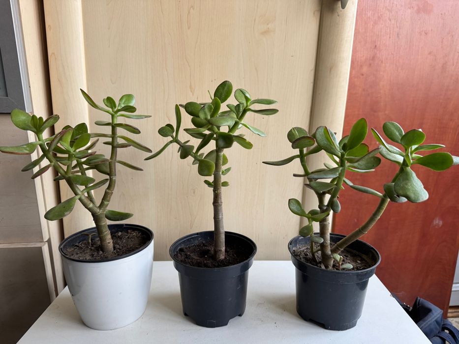 Грошове дерево, денежное дерево