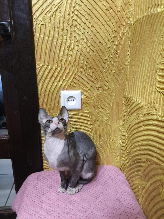 Канадський сфінкс