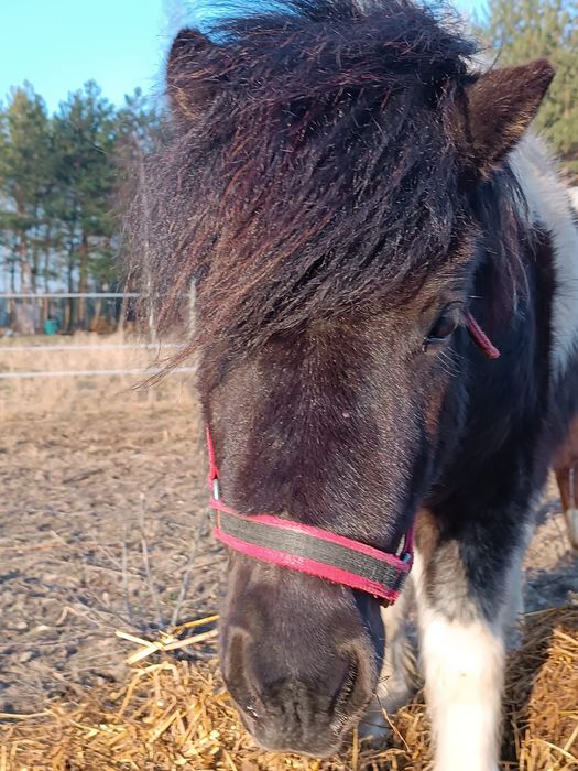 Klacz,kucyki szetlandzkie