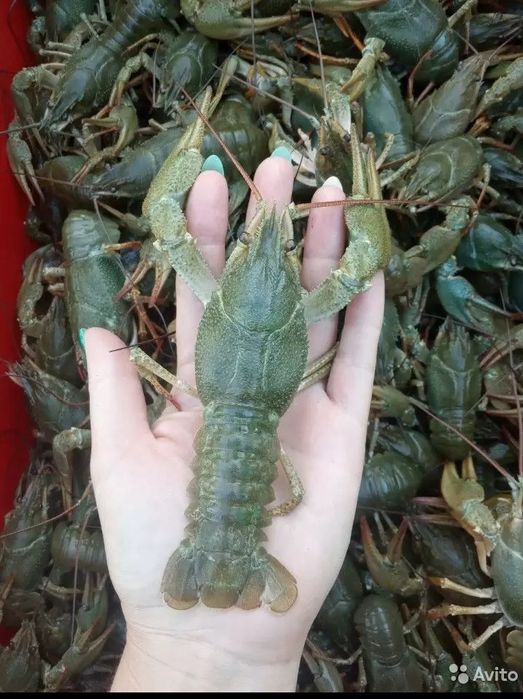 Раки дикие! Живые, варёные! Троещина, Воскресенка.