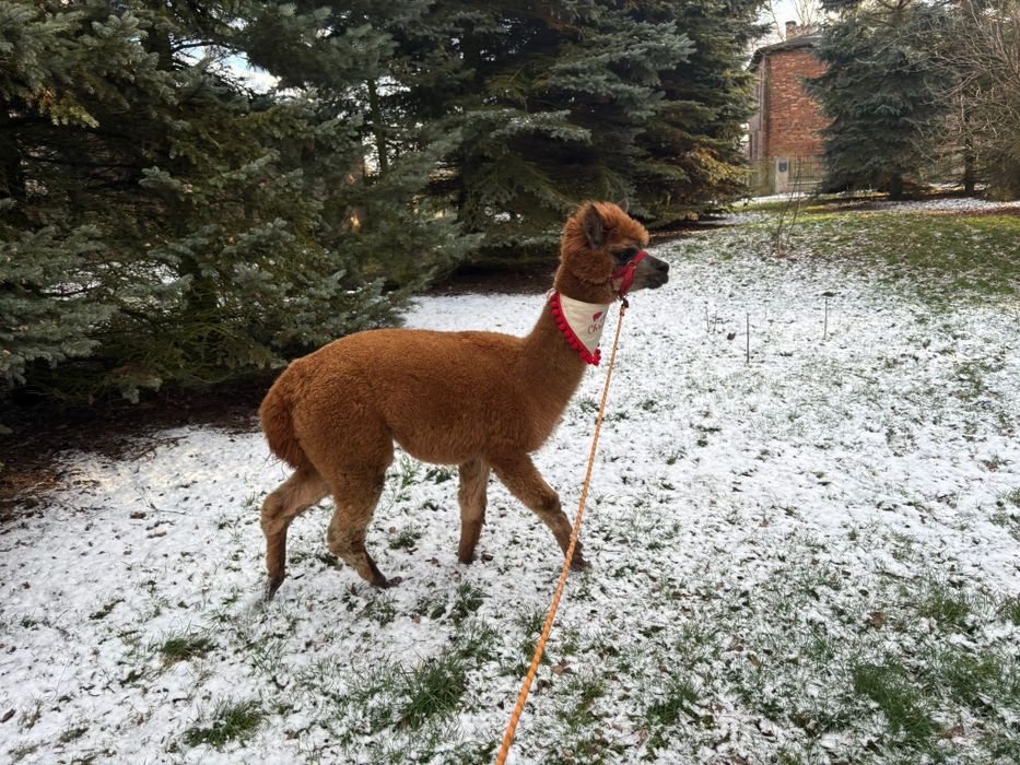 Alpaka Alpaca Huacaya samica