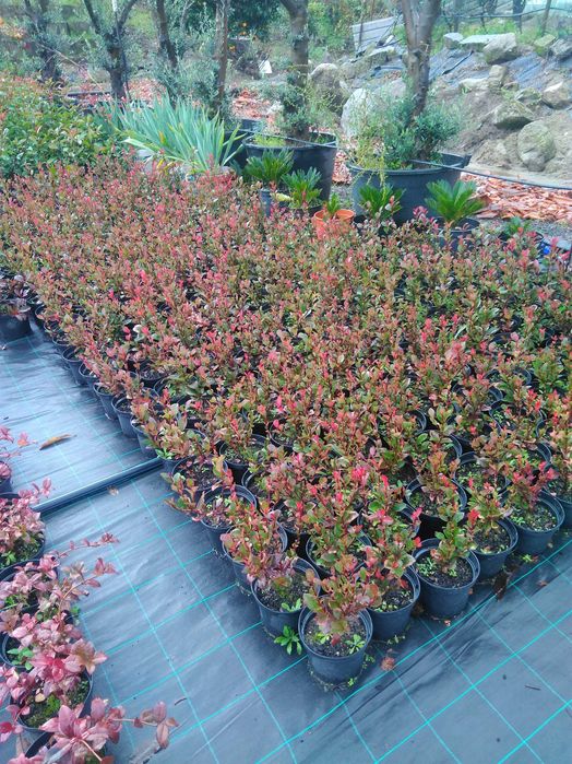 Plantas ornamentais a preços de revenda