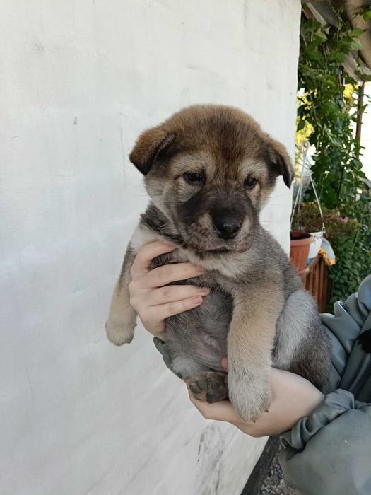 Віддам в добрі руки цуценят