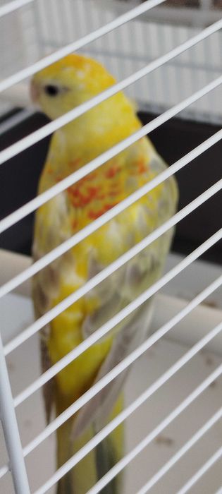 Red rump ave exotica