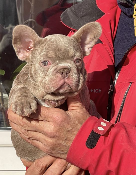 Голубые глаза красивый мальчик француз редкого окраса