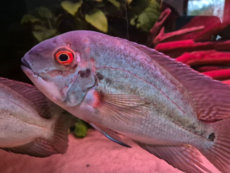 Hoplarchus psittacus para >25cm