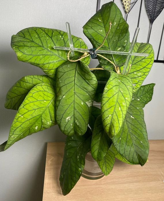 Hoya hoja Meredithii Ted Green ukorzeniona