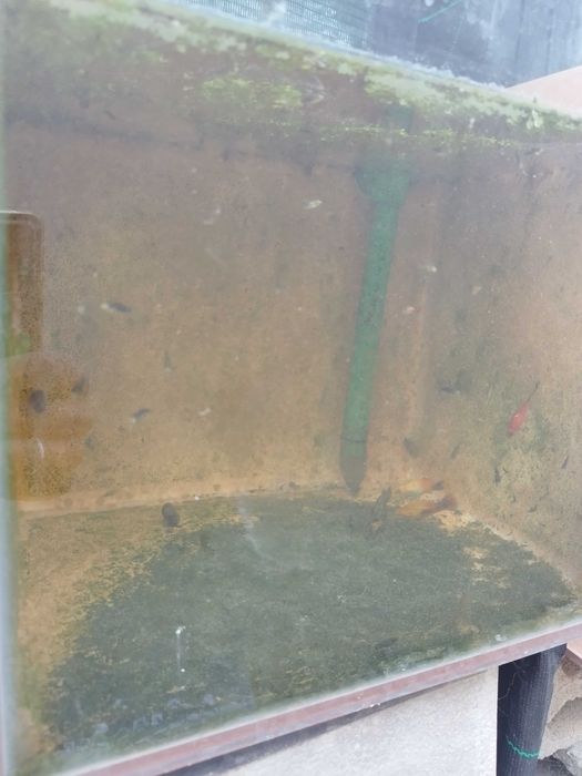 Vendo peixes Guppys e platys