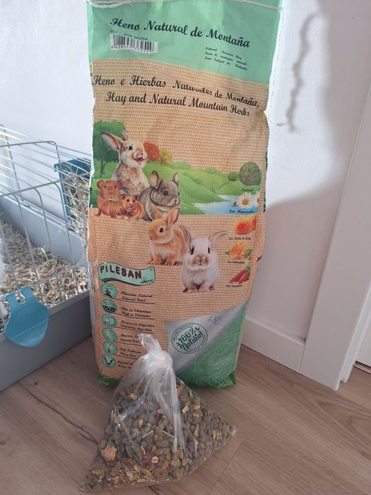 DOU Coelhinho Anão bebé para adopção  responsável