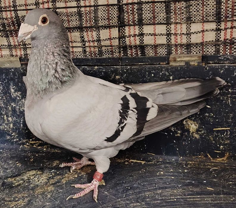 Pocztowy, pocztowe, pocztowych, fabry, fabrów, glazer