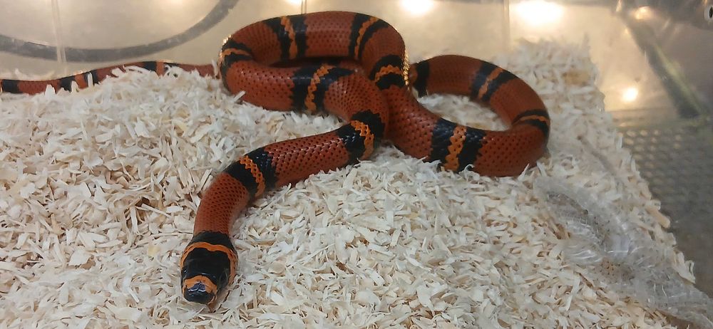 Wąż mleczny, Lampropeltis Terrarium24 Lublin