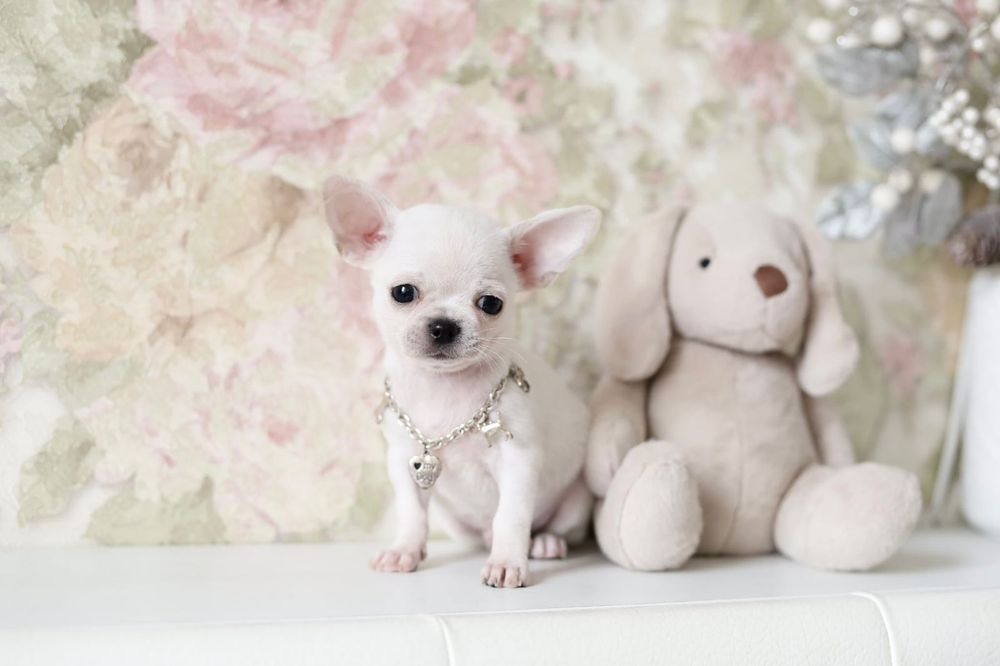 Mikro chihuahua chłopak FCI