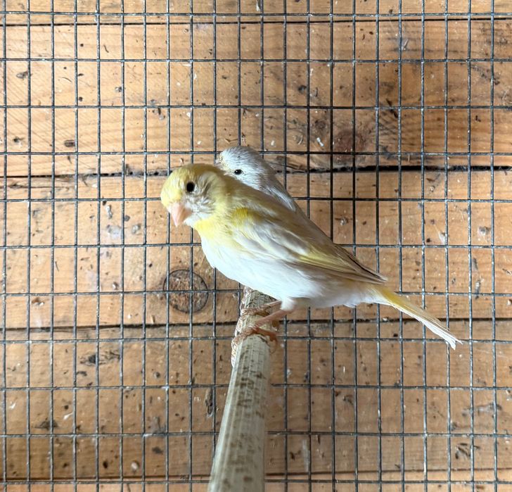 Canarios Ágata topázio amarelo mosaico