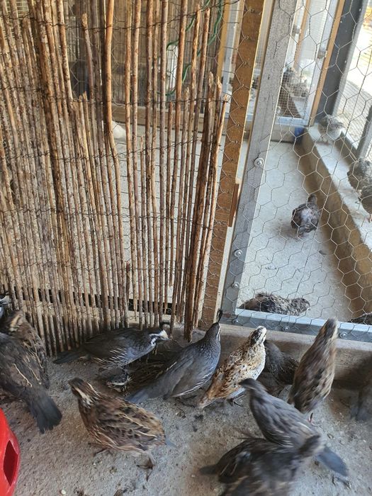 Codorniz da Califórnia e da Virginia