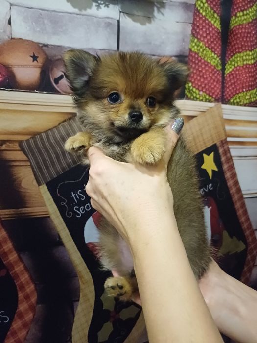 Маленький лесенок в продаже.