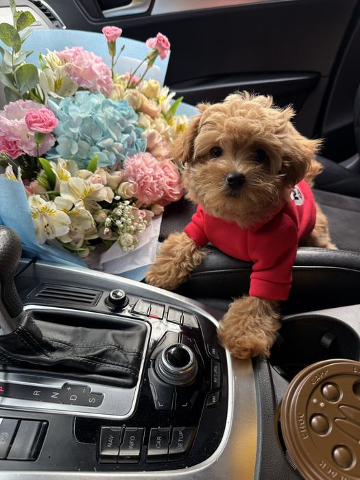 Карамельні мальтипу