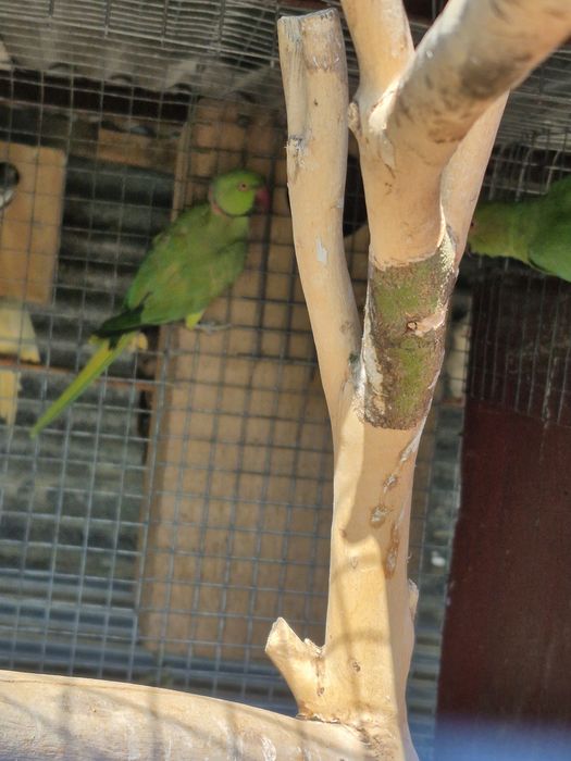 Casal de ring necks