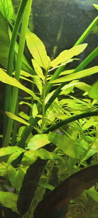 Roślina akwariowa - Hygrophila polysperma
