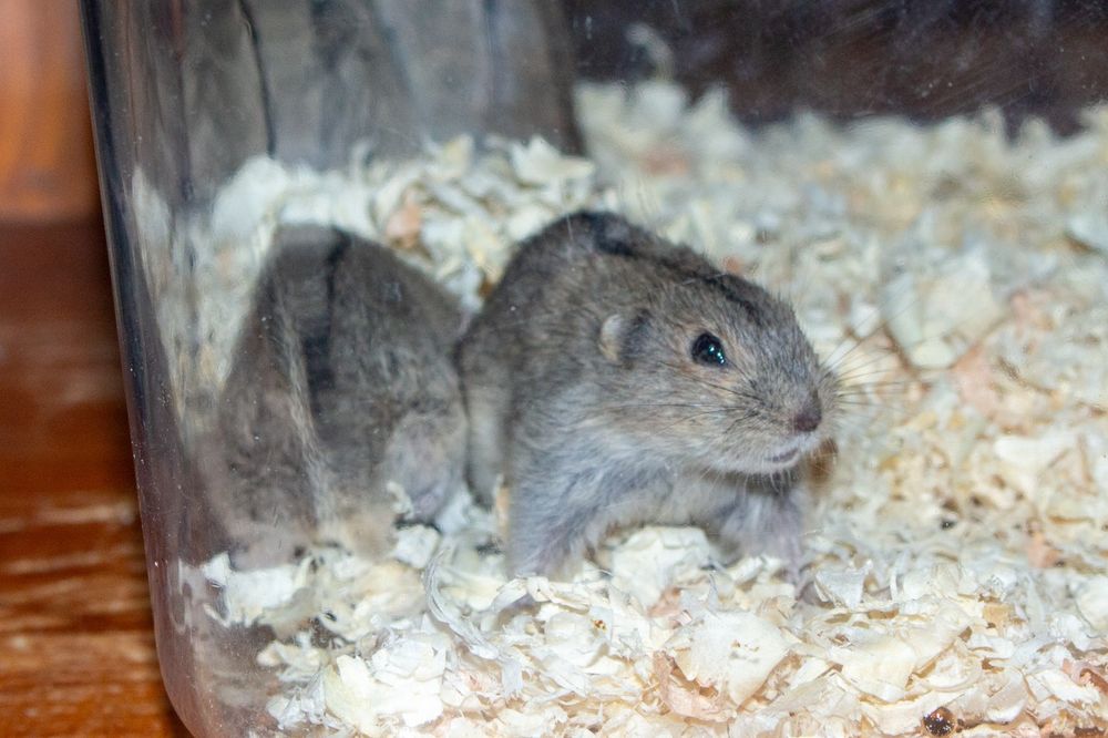 Sprzedam młode Lemingi stepowe