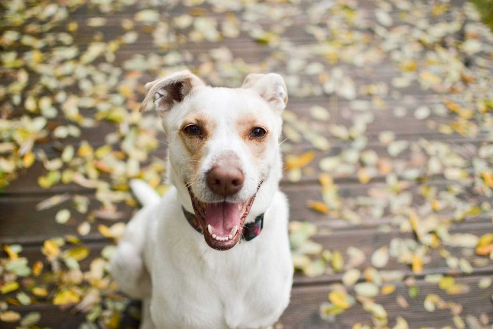 Forest pies ,który potrzebuje spokojnego domu